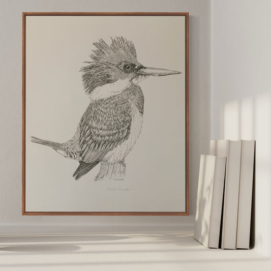 Ilustración ave nativa Martín Pescador