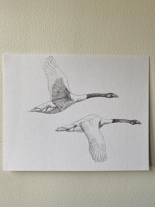 Ilustración "Cisne Cuello Negro"