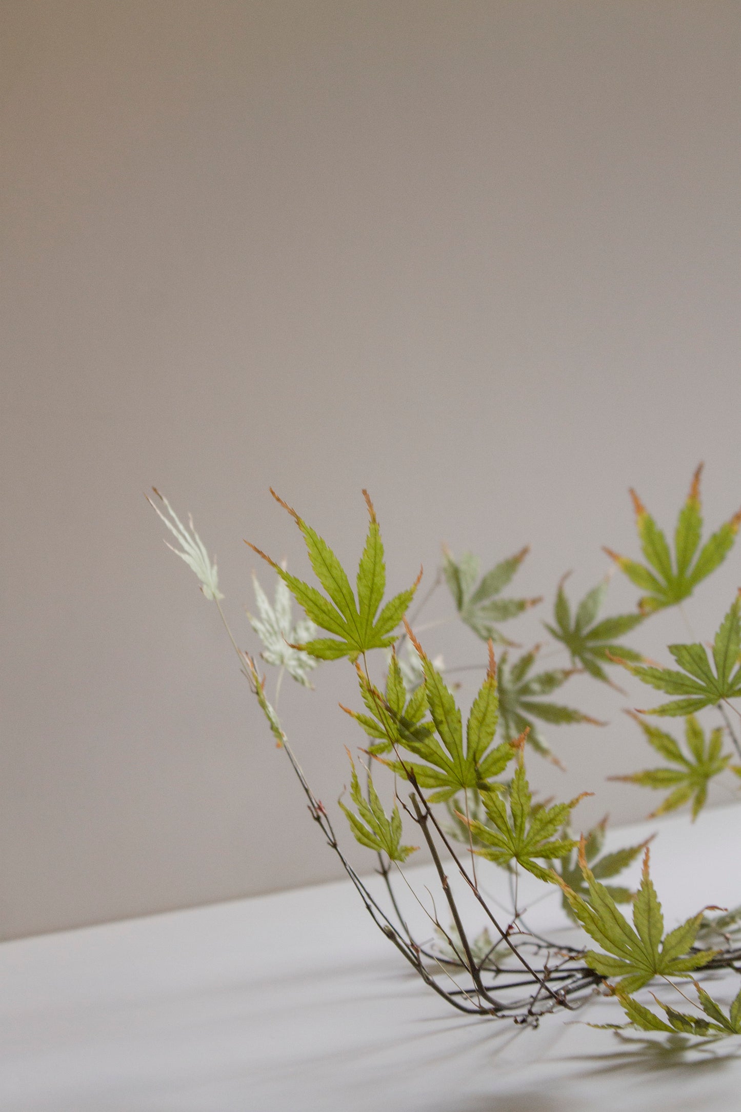 Acer Japónico Conservado