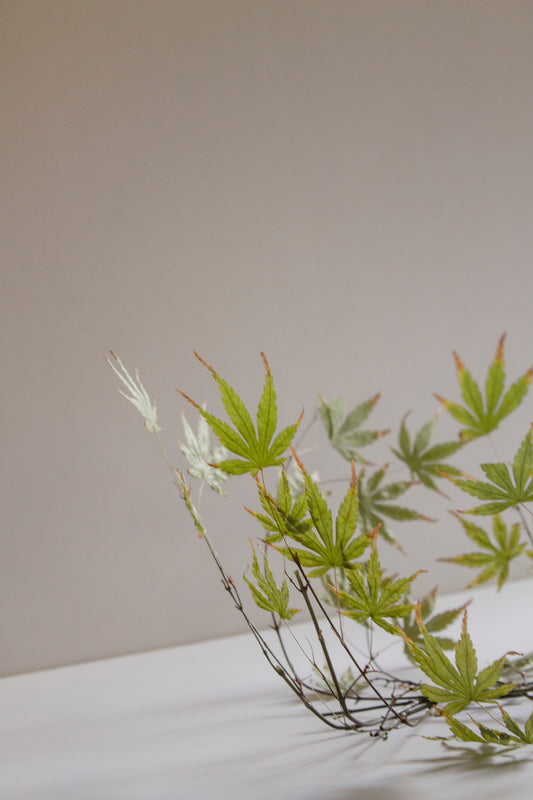 Acer Japónico Conservado